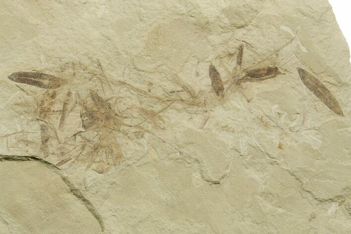Multiple Fossil Leaf Plate - Green River Formation, Utah #368737